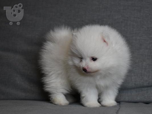 PoulaTo: Κουτάβια Pomeranian